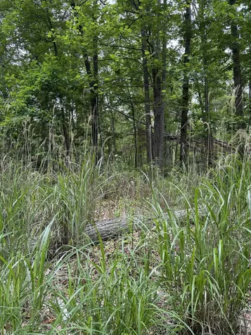 Lot 51 Lake Drive Crimora VA 24431