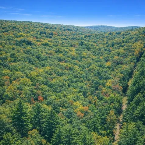 Lot 169 Forest Ridge Trail Fort Valley VA 22652