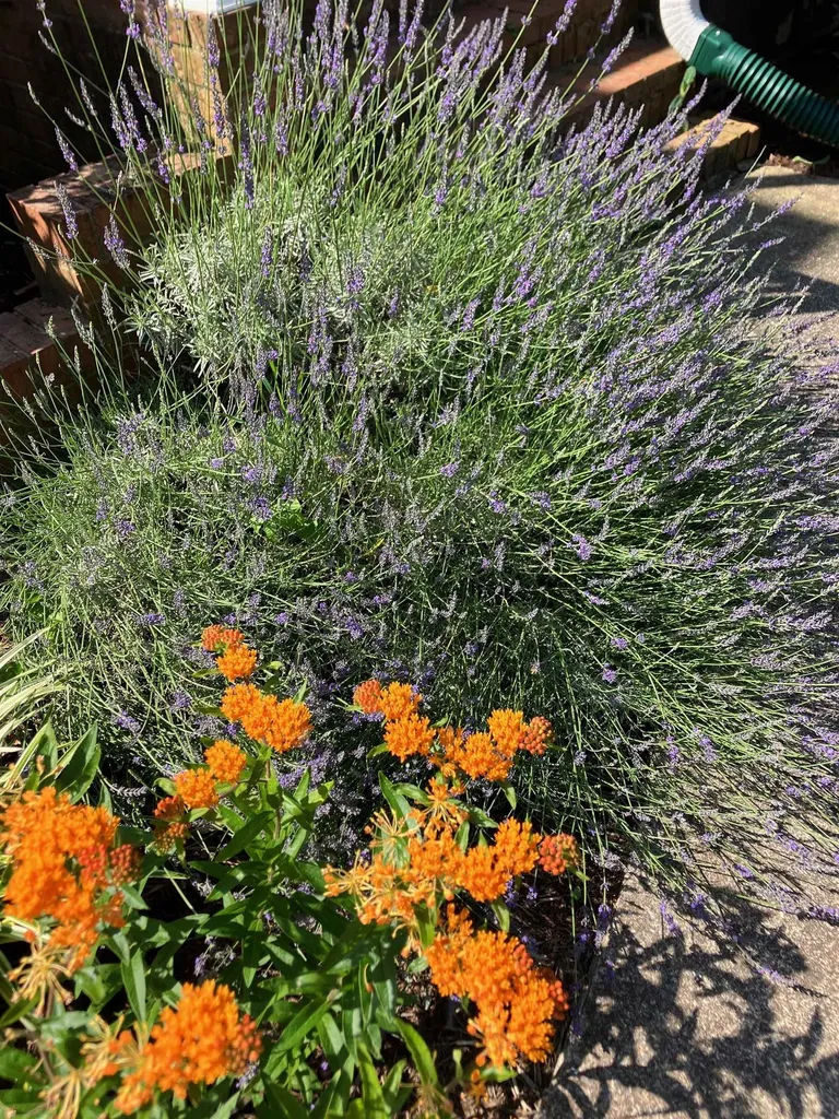 7011 South East Side Highway Elkton VA 22827