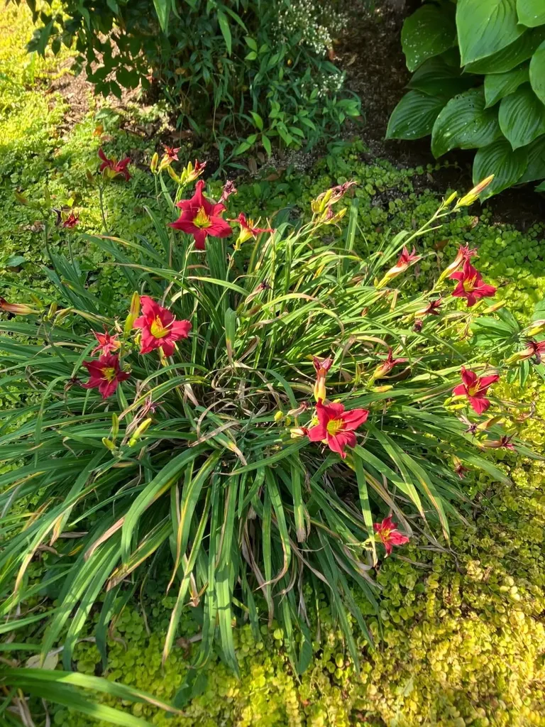 7011 South East Side Highway Elkton VA 22827