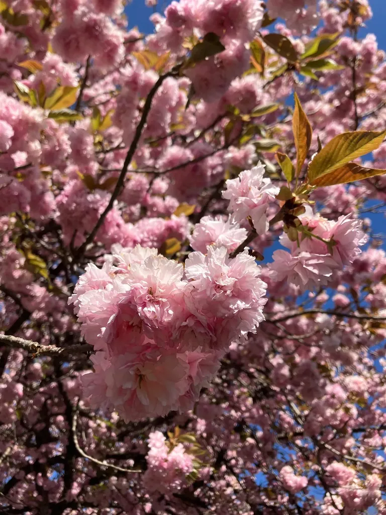 7011 South East Side Highway Elkton VA 22827