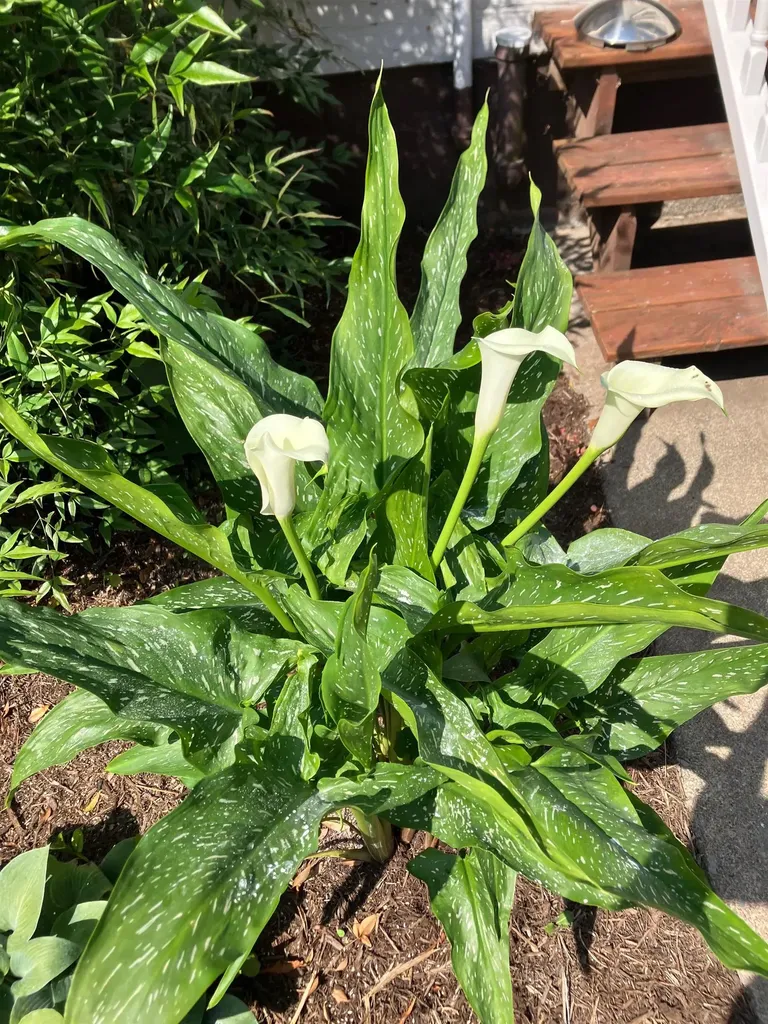 7011 South East Side Highway Elkton VA 22827