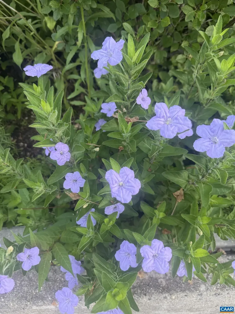 415 12th Street NW Charlottesville VA 22903