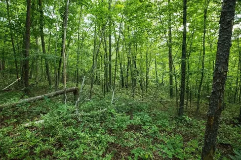 Tbd Calf Mountain Road Waynesboro VA 22980