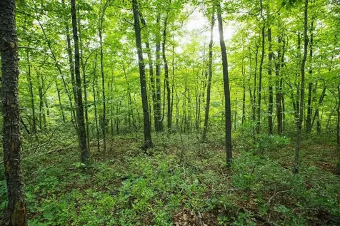 Tbd Calf Mountain Road Waynesboro VA 22980