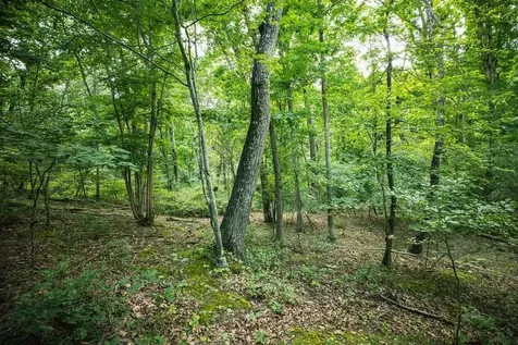 Tbd Calf Mountain Road Waynesboro VA 22980