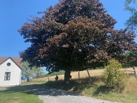 4600 Mountain Turnpike Monterey VA 24465