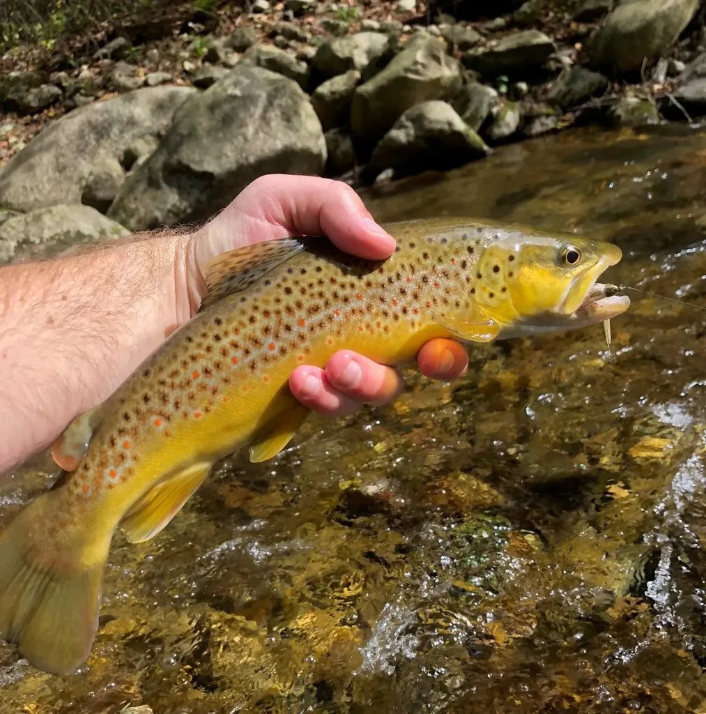 2063 Pedlar River Road Amherst VA 24483