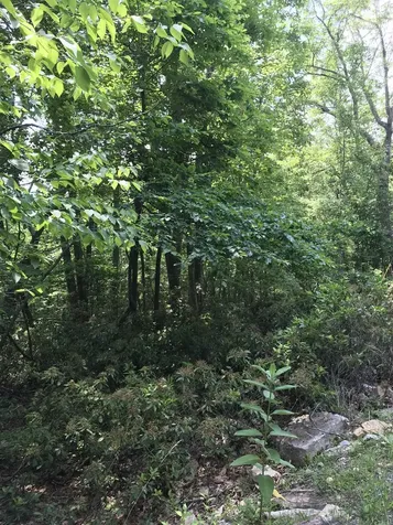 41 High Valley Drive S Monterey VA 24465