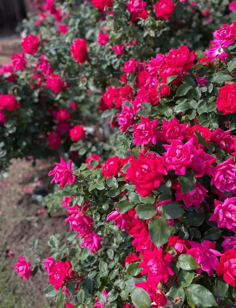 368 Broadmoor Lane Broadway VA 22815