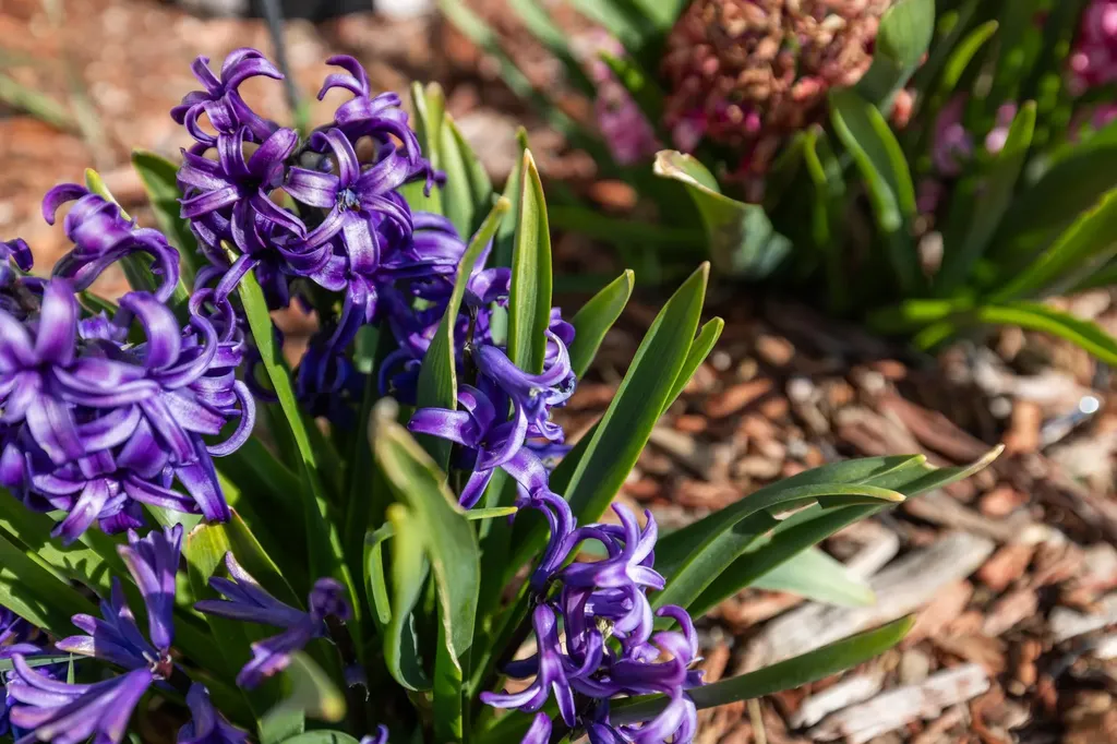 133 Mason Street Broadway VA 22815