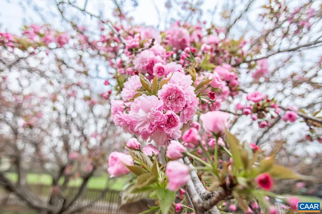 913 Saint Charles Avenue Charlottesville VA 22901