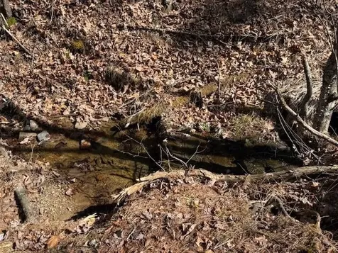 21 Acres Buck Hill Lane Sugar Grove WV 26815