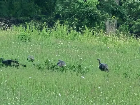 Lot 5 Berry Farm Road Staunton VA 24401