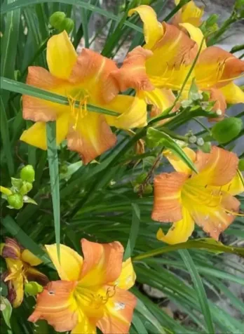 7624 Candlestick Lane Singers Glen VA 22850