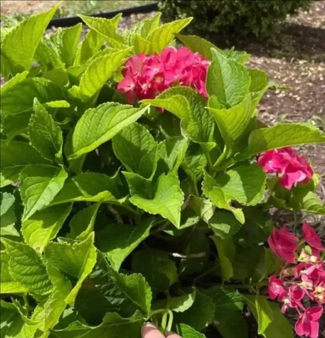 7624 Candlestick Lane Singers Glen VA 22850