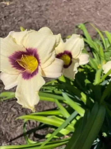 7624 Candlestick Lane Singers Glen VA 22850