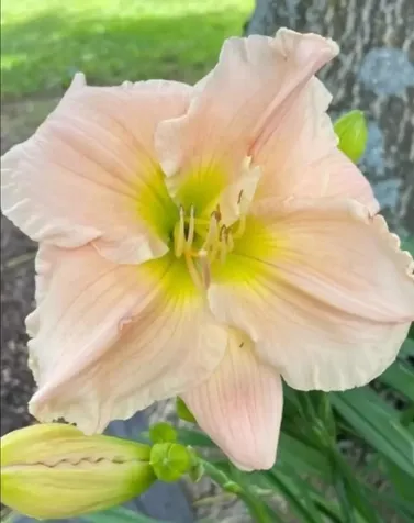 7624 Candlestick Lane Singers Glen VA 22850