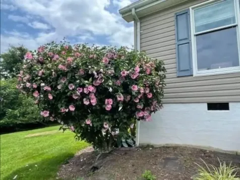 7624 Candlestick Lane Singers Glen VA 22850