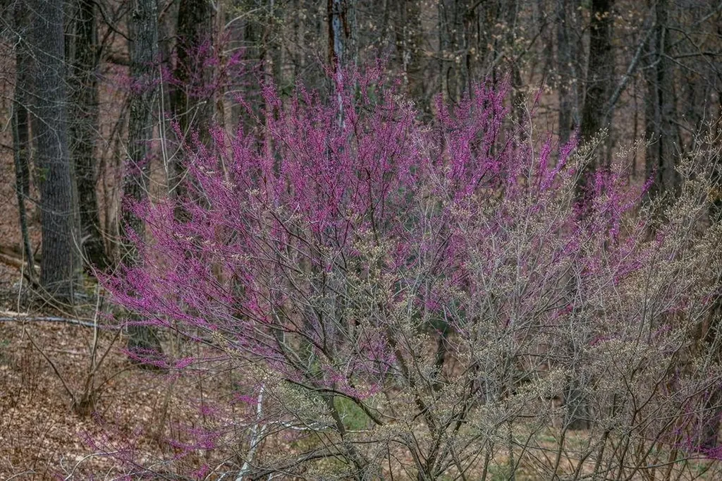 9586 Brunk Spring Lane Broadway VA 22815