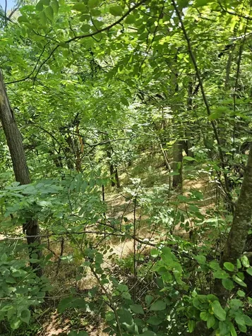 3 Acres Mossy Creek Road Mount Solon VA 22843