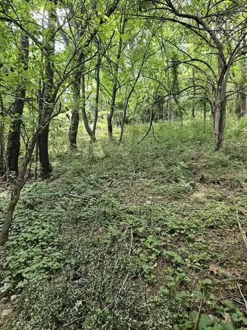 3.39 Acres Mossy Creek Road Mount Solon VA 22843