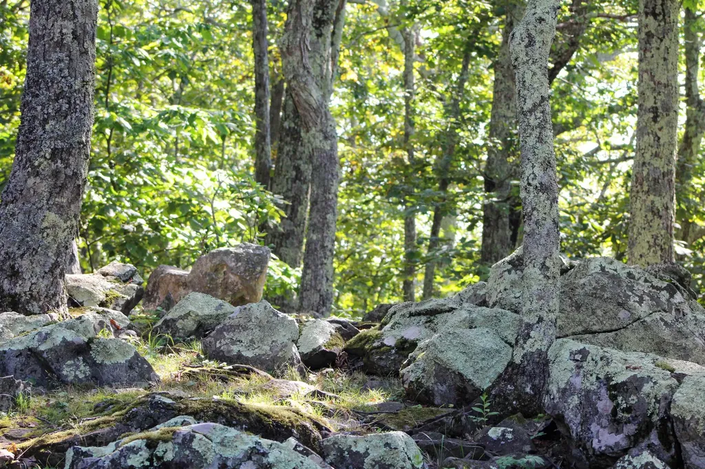 781 Devils Knob Loop Wintergreen Resort VA 22967