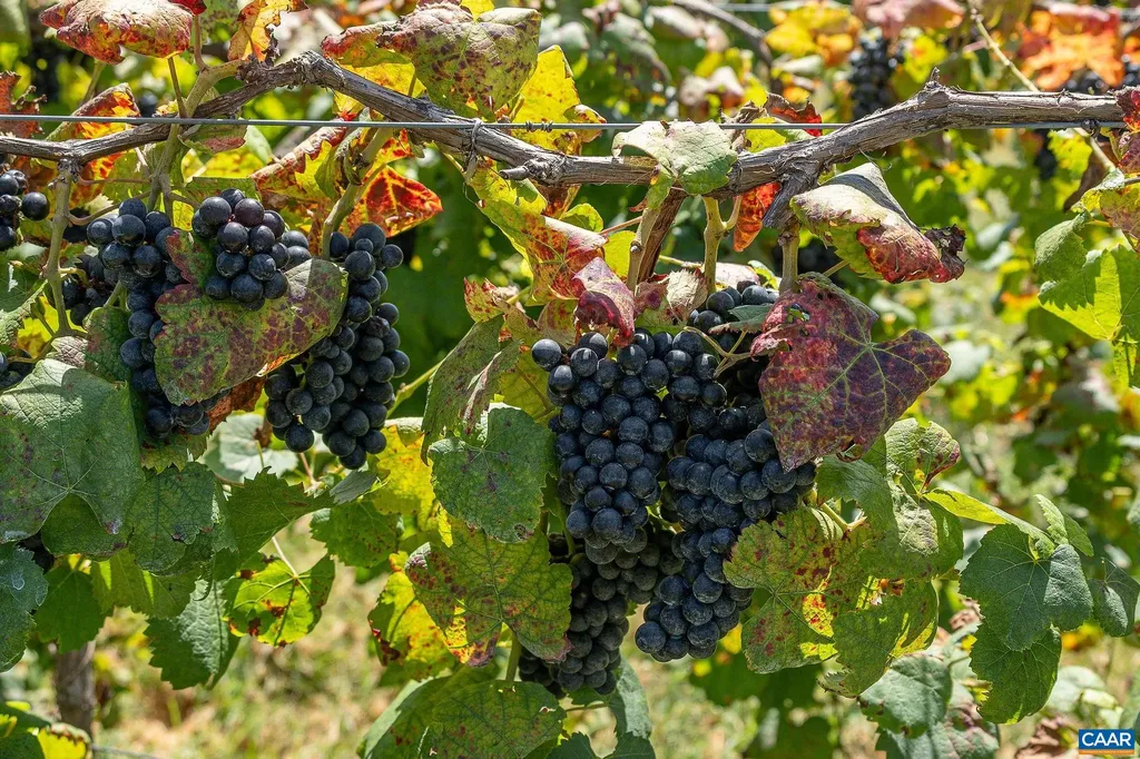 9175 Batesville Road Afton VA 22902