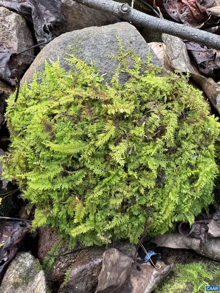 25 Falling Springs Drive Afton VA 22920