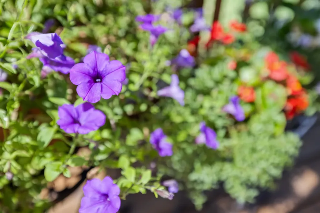 1529 Mount Crawford Avenue Bridgewater VA 22812