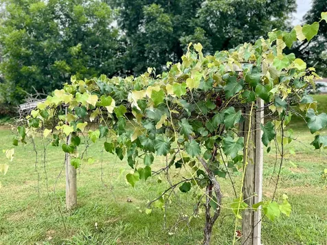 411 Shenandoah Avenue Shenandoah VA 22849