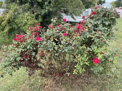 411 Shenandoah Avenue Shenandoah VA 22849