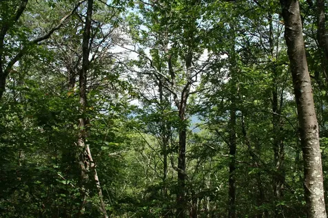 Tbd Summit Drive Summit Drive N Monterey VA 24465