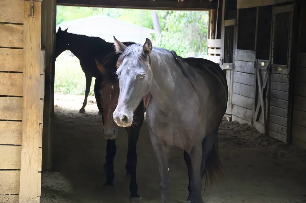 587 Bunker Hill Mill Road Lexington VA 24450