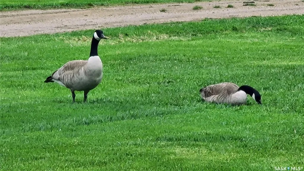 Rural Address Fertile Belt Rm No. 183 SK S0A 0X0