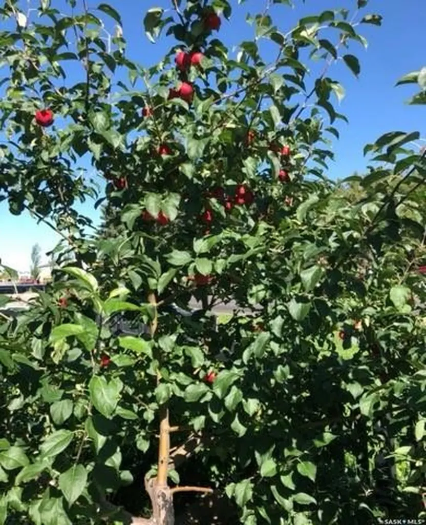 500 3rd Avenue E Buchanan SK S0A 0J0