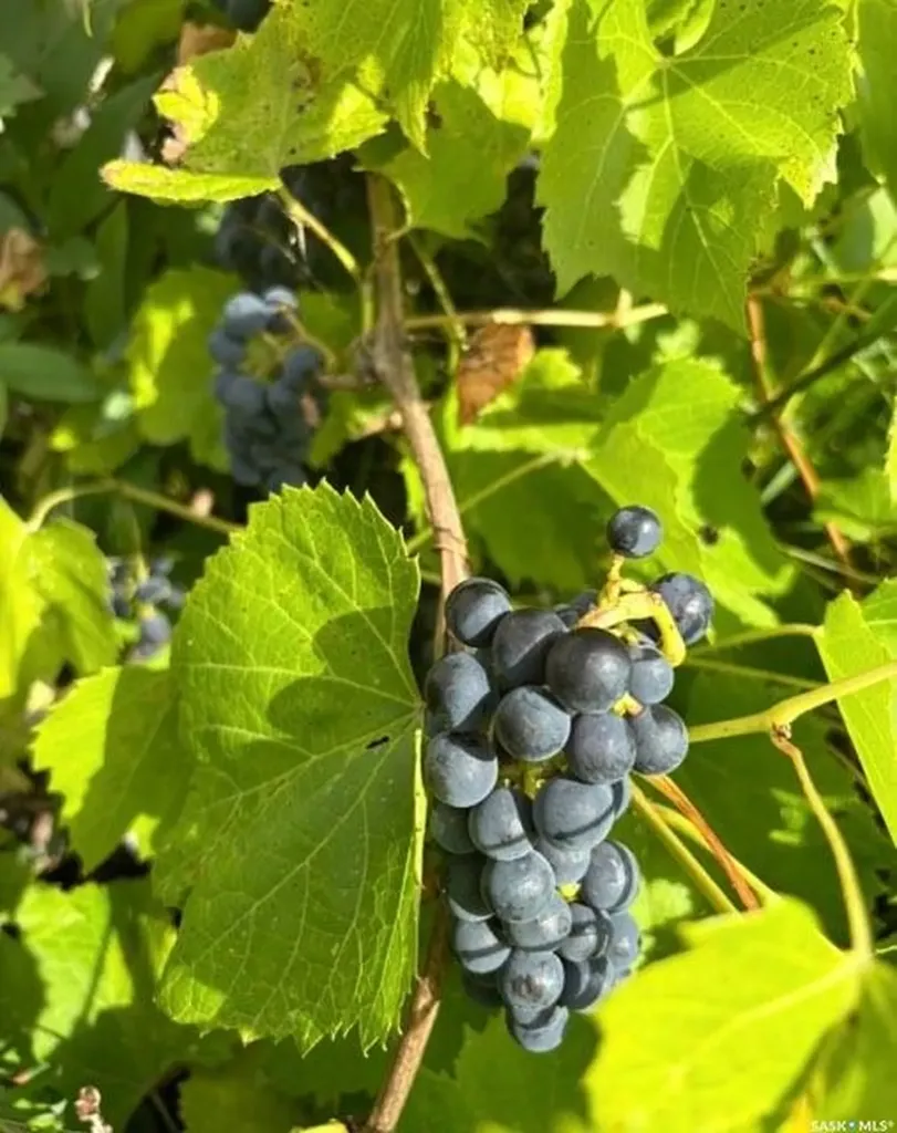 500 3rd Avenue E Buchanan SK S0A 0J0