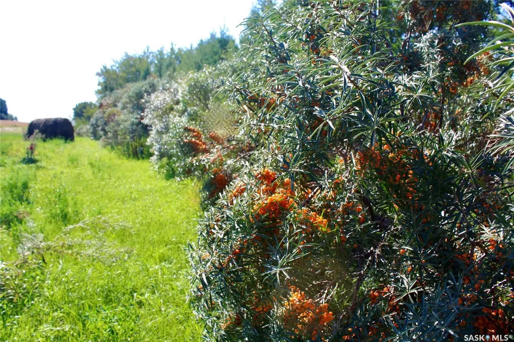 Rural Address Blucher Rm No. 343 SK S0K 0Y0