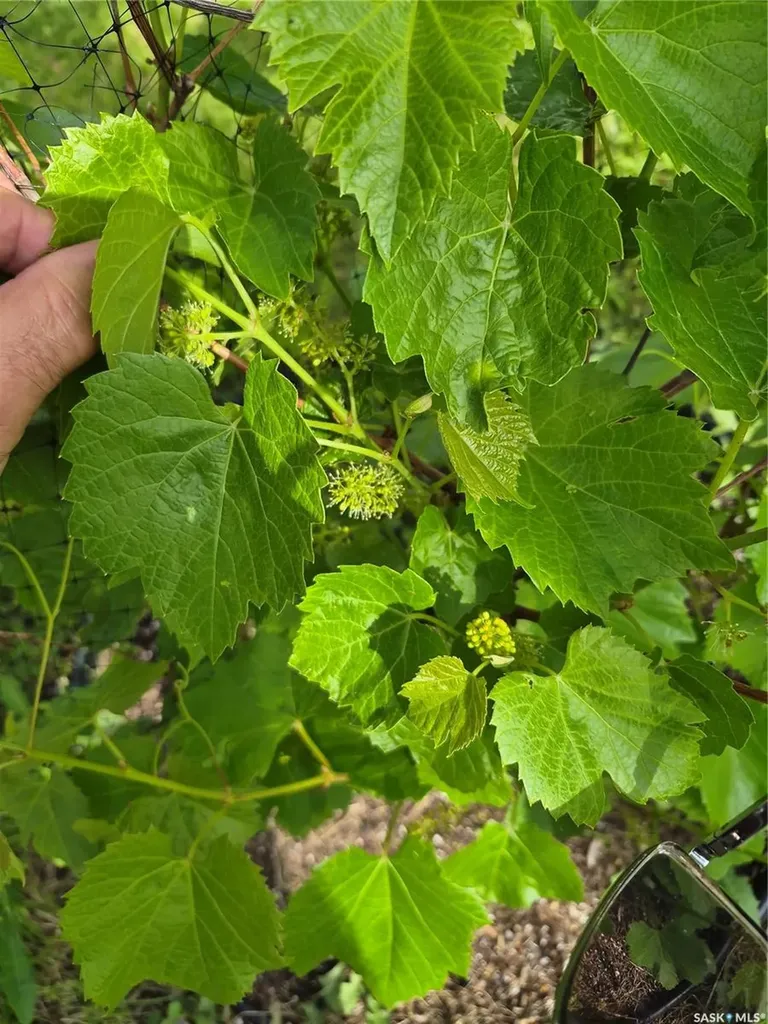 115 1st Street E Leader SK S0N 1H0