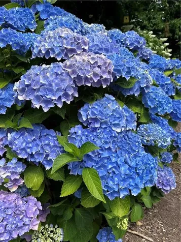 198 Chace Avenue Providence RI 02906