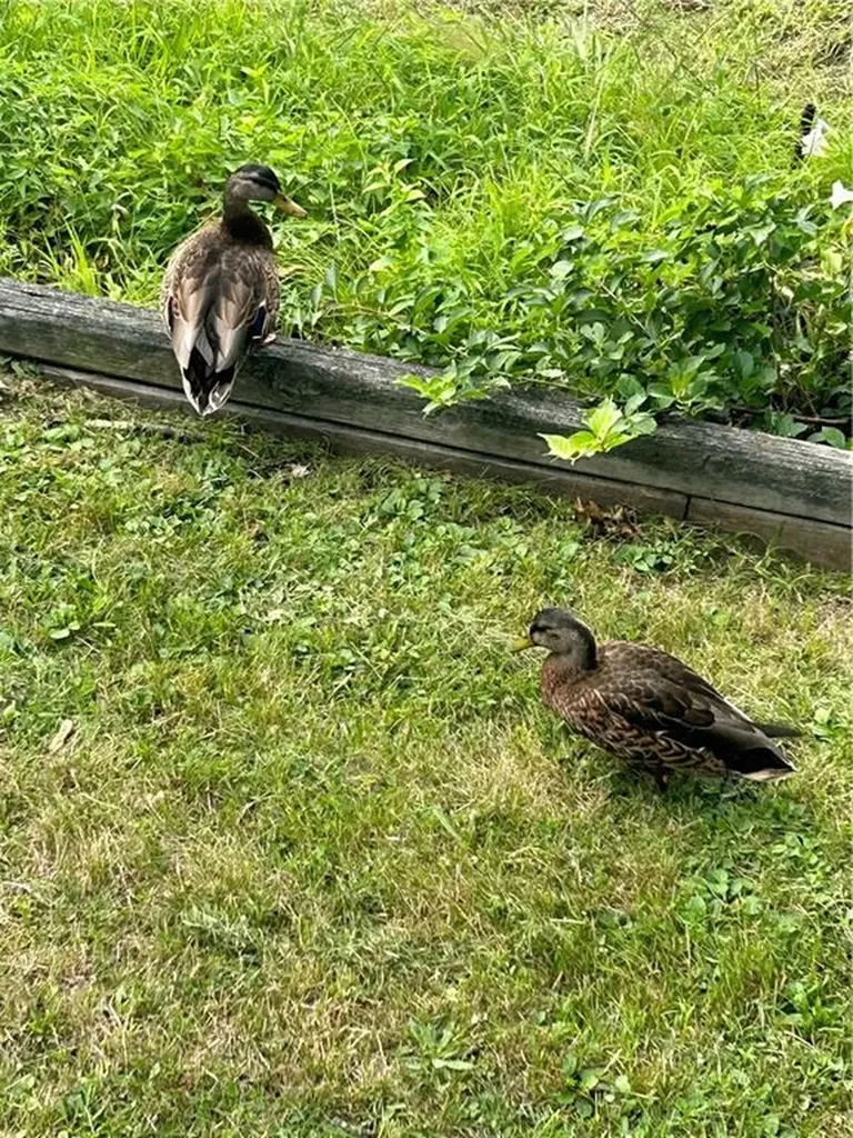 51 North Shore Drive East Providence RI 02915