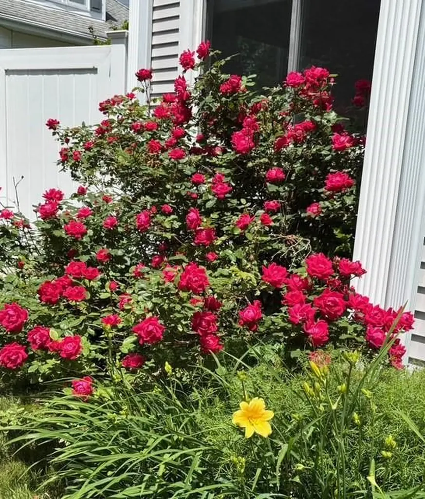 20 Norman Avenue Cranston RI 02910