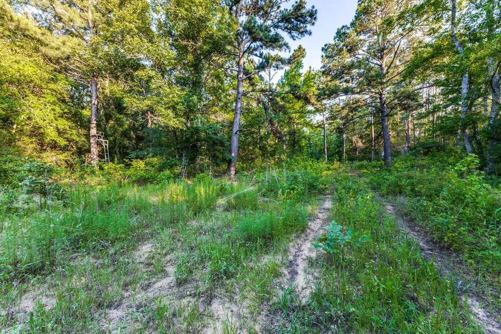 0 Fm 2330/0 Cr 2405 - 246.78 Ac Montalba TX 75853