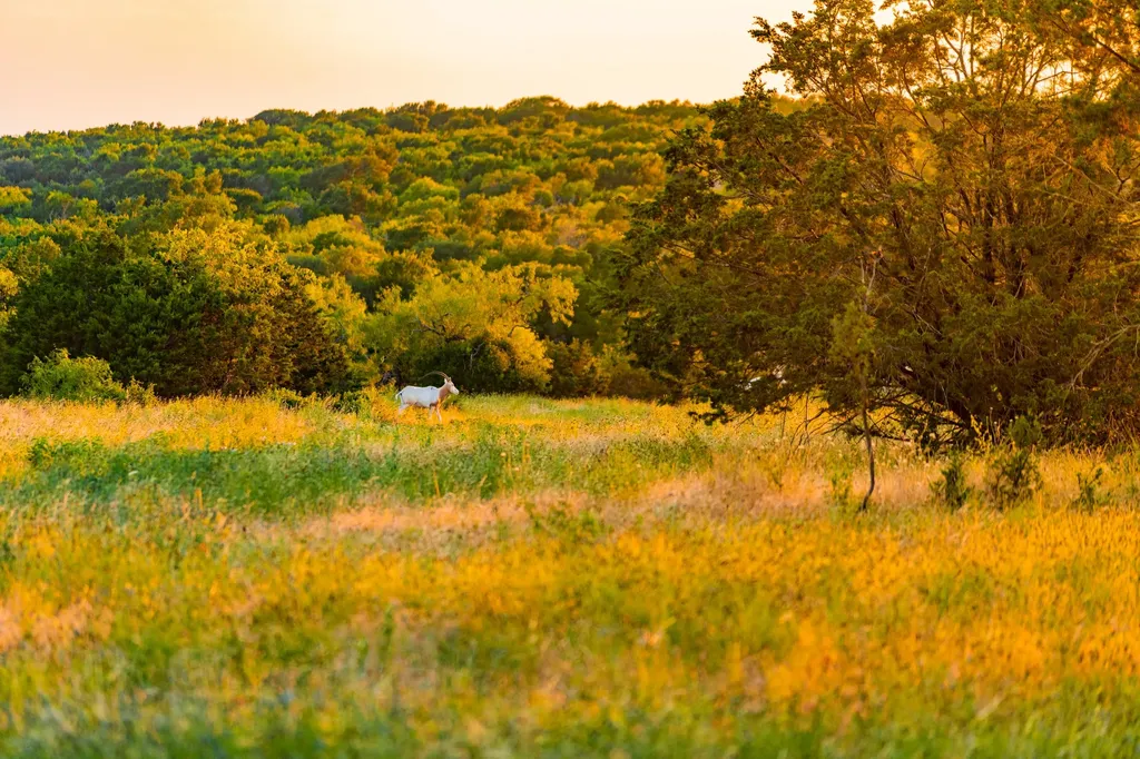 3304 Colorado River Ranch - 3304 +/- Acres Lometa TX 76853