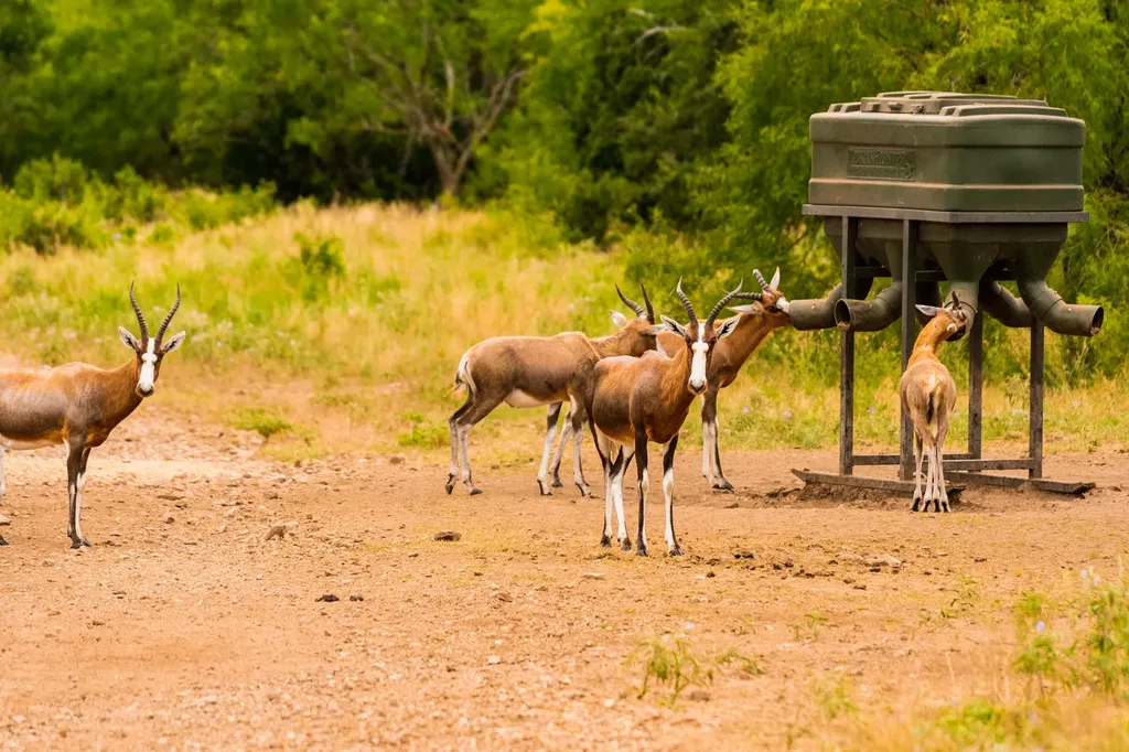 3304 Colorado River Ranch - 3304 +/- Acres Lometa TX 76853