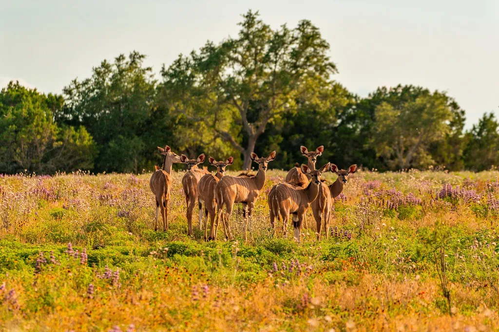 3304 Colorado River Ranch - 3304 +/- Acres Lometa TX 76853