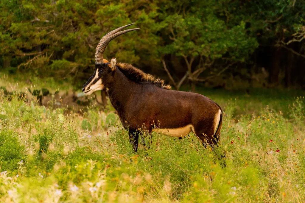 3304 Colorado River Ranch - 3304 +/- Acres Lometa TX 76853
