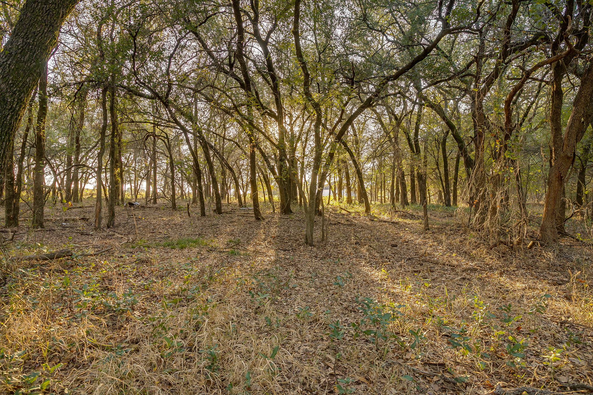 51 Cattle Trail Palo Pinto TX 76484