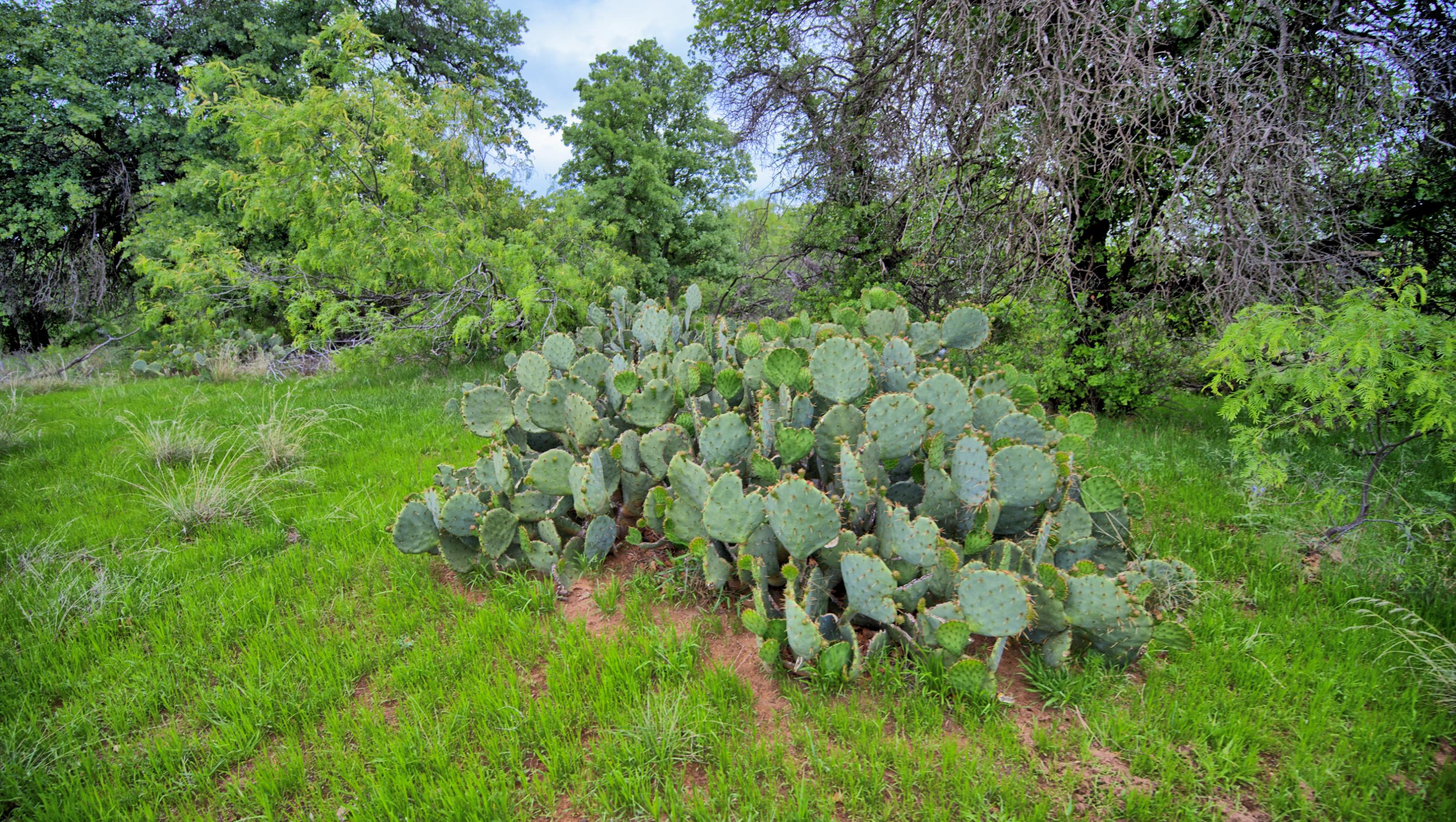 0 Watson Henrietta TX 76365