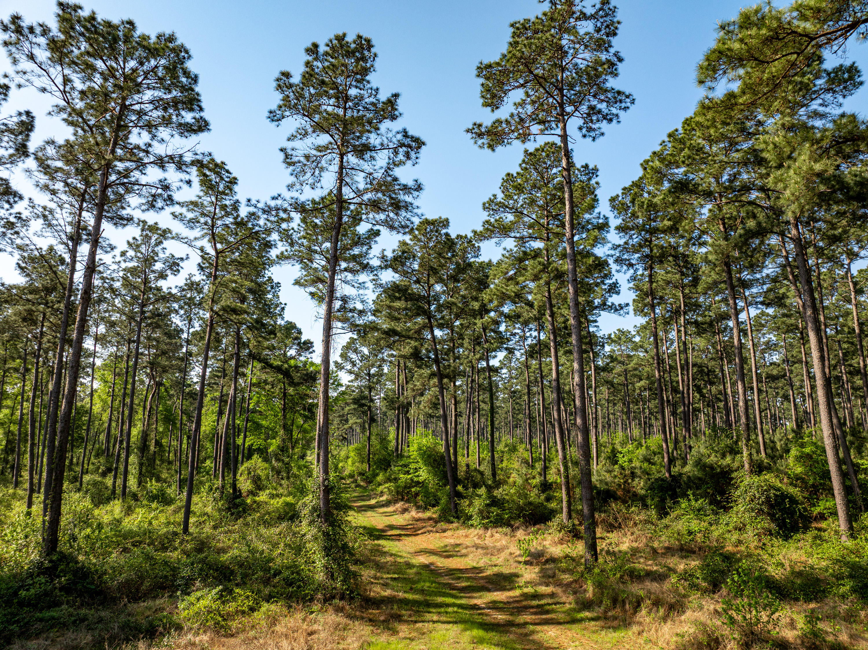 01 County Road 3322 Leesburg TX 75451